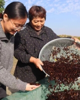 姜堰这个村的“金果子”，熟了！效益远超预期……