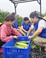 增收百万！姜堰这个村的“玉米班子”有点牛